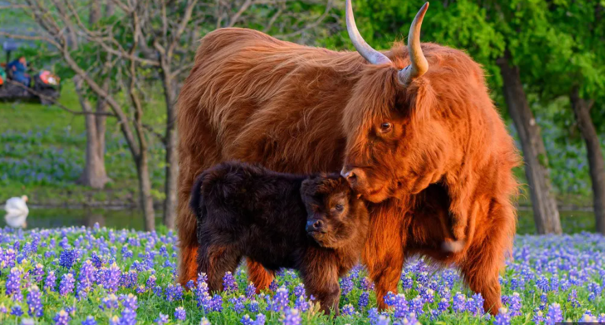 highland-cow